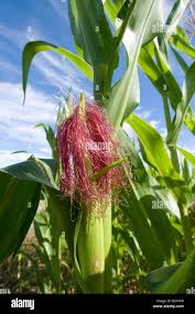 Attēlu rezultāti vaicājumam “Zea mays female flower”