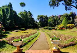 Image result for шри ланка королевский ботанический сад