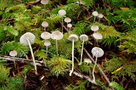 Attēlu rezultāti vaicājumam “Mycena”