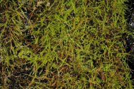 Attēlu rezultāti vaicājumam “Anomodon longifolius”