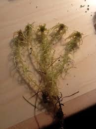 Attēlu rezultāti vaicājumam “Sphagnum angustifolium”