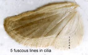 Attēlu rezultāti vaicājumam “Agonopterix ciliella”