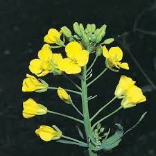 Attēlu rezultāti vaicājumam “Brassica napus”