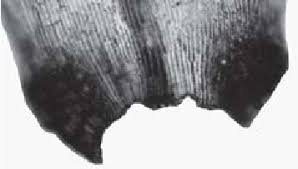 Attēlu rezultāti vaicājumam “Dicranum bergeri”