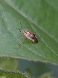 Attēlu rezultāti vaicājumam “Lygus nymph”