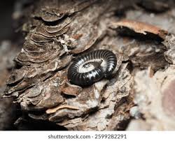 Attēlu rezultāti vaicājumam “Ommatoiulus vilnensis”