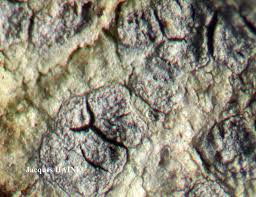 Attēlu rezultāti vaicājumam “Arthonia leucopellaea”