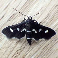 Attēlu rezultāti vaicājumam “Crambidae”