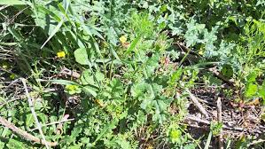 Attēlu rezultāti vaicājumam “Diplotaxis muralis fruit”