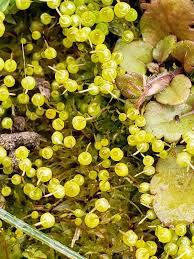 Attēlu rezultāti vaicājumam “Funariales”