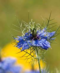 Image result for Nigella damascena