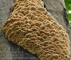 Attēlu rezultāti vaicājumam “Climacodon septentrionalis”