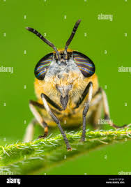 Attēlu rezultāti vaicājumam “Heptatoma pellucens”