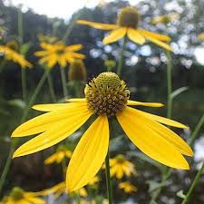 Image result for Rudbeckia