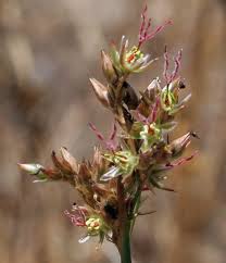 Attēlu rezultāti vaicājumam “Juncus balticus”