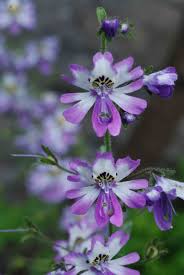 Image result for Schizanthus