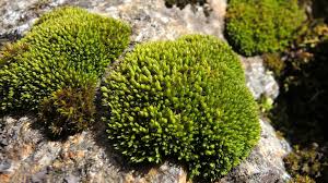 Attēlu rezultāti vaicājumam “Grimmia muehlenbeckii”