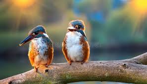 Attēlu rezultāti vaicājumam “Alcedo atthis adult”