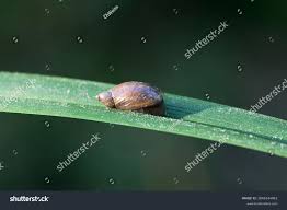 Attēlu rezultāti vaicājumam “Succinea”