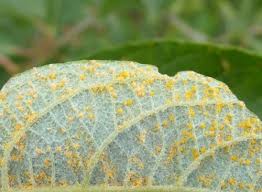 Attēlu rezultāti vaicājumam “Melampsora epitea”