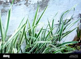 Attēlu rezultāti vaicājumam “Phalaroides arundinacea”