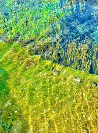 Image result for 水野X68仁義