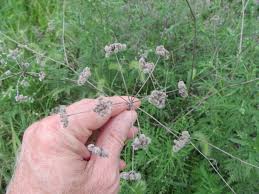 Attēlu rezultāti vaicājumam “Torilis japonica fruit”