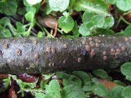 Attēlu rezultāti vaicājumam “Merismodes anomala”