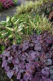 Image result for Heuchera Metallica