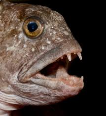 Image result for Anarhichas lupus