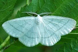 Attēlu rezultāti vaicājumam “Cabera pusaria male”