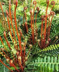 Attēlu rezultāti vaicājumam “Blechnum spicant”