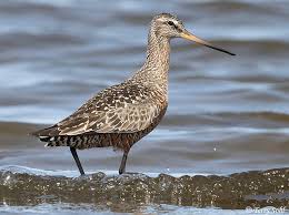 Image result for Limosa haemastica