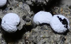 Attēlu rezultāti vaicājumam “Physarum diderma”