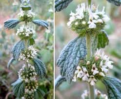 Image result for Marrubium vulgare