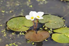 Attēlu rezultāti vaicājumam “Hydrocharis morsus-ranae fruit”