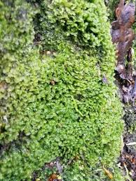 Attēlu rezultāti vaicājumam “Scapania undulata”