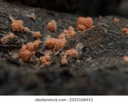 Attēlu rezultāti vaicājumam “Tubifera sp.”