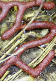 Attēlu rezultāti vaicājumam “Willkommlangea reticulata spores”