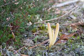 Attēlu rezultāti vaicājumam “Clavaria argillacea”