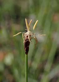 Attēlu rezultāti vaicājumam “Eleocharis quinqueflora”