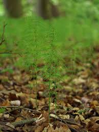 Attēlu rezultāti vaicājumam “Equisetum pratense”