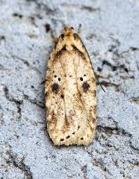 Attēlu rezultāti vaicājumam “Agonopterix aranella”