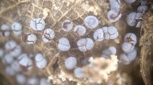 Attēlu rezultāti vaicājumam “Physarum alexandrowiczii spores”