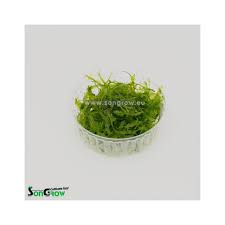 Attēlu rezultāti vaicājumam “Pellia epiphylla”