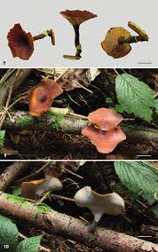 Attēlu rezultāti vaicājumam “Polyporus tubaeformis”