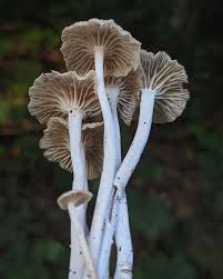 Attēlu rezultāti vaicājumam “Collybia sp.”