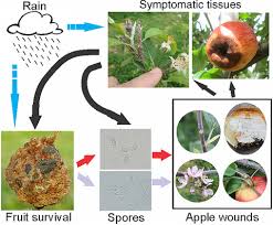 Attēlu rezultāti vaicājumam “Nectria sp., Neonectria sp.”