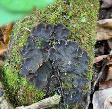 Attēlu rezultāti vaicājumam “Peltigera”