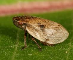 Attēlu rezultāti vaicājumam “Lepyronia coleoptrata”